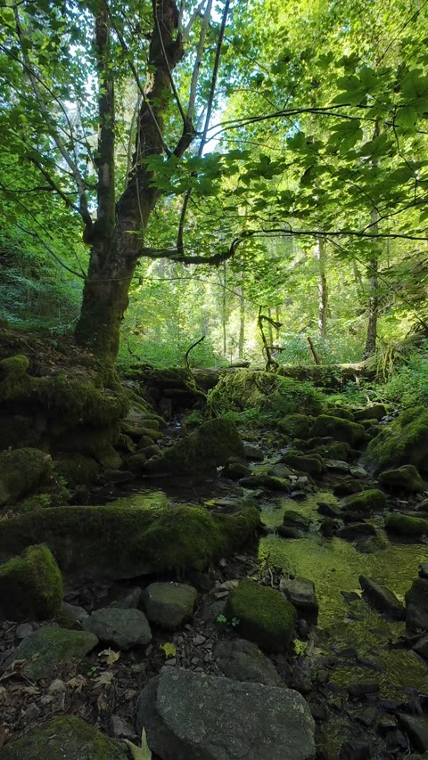 Scenic Mountain Streams and Lush Green Forest Landscape Stock Footage 346091245