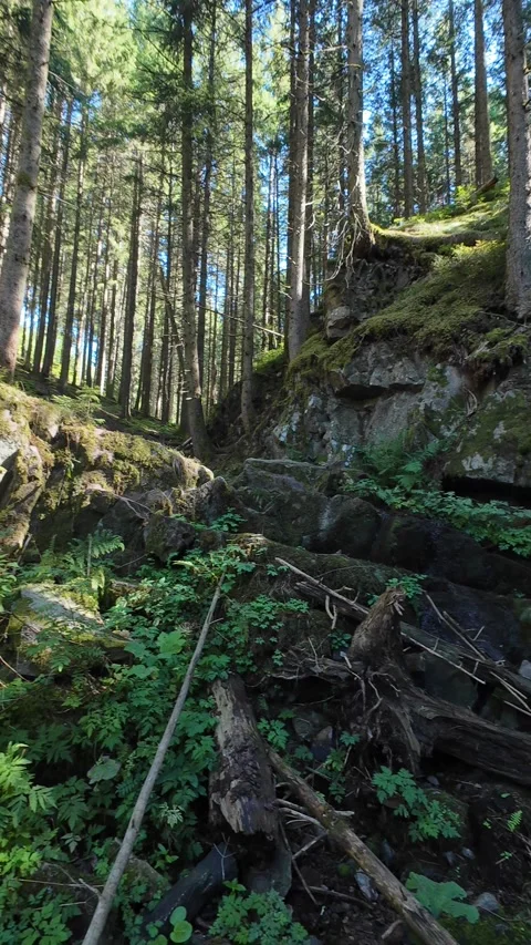 Scenic Mountain Streams and Lush Green Forest Landscape Stock Footage 346091276