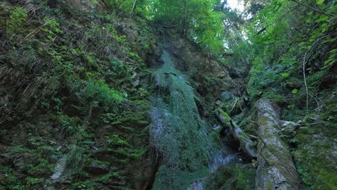 Scenic Mountain Streams and Lush Green Forest Landscape Stock Footage 346097050