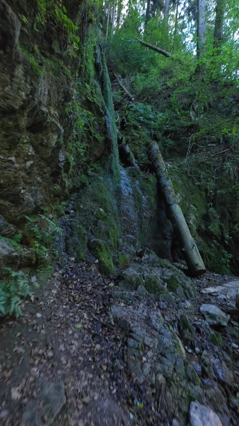 Scenic Mountain Streams and Lush Green Forest Landscape Stock Footage 346097051