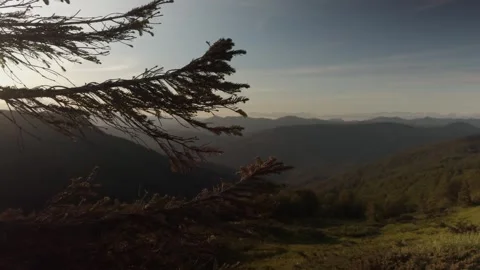 Scenic Mountain Sunrise Through Pine Tree Stock Footage 289668282