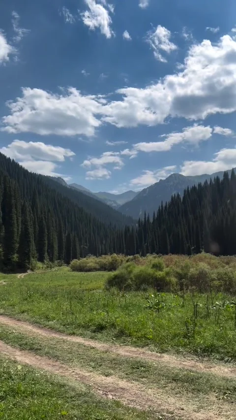 Scenic Mountain Valley with Dirt Track and Pine Trees Видео 340263966