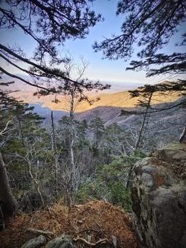 Scenic mountain view through pine trees at sunset Stock Photos