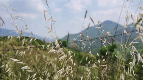 Scenic mountain view through wild oats field in summer. Stock Footage 337298500