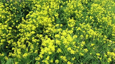 Scenic mountain views Stock Footage 64433660