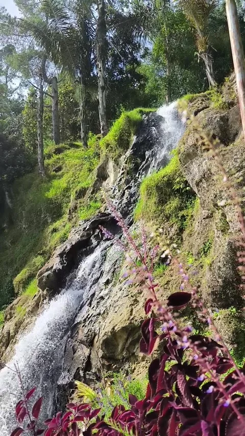 Scenic mountain waterfall flowing through lush greenery Stock Footage 312605433