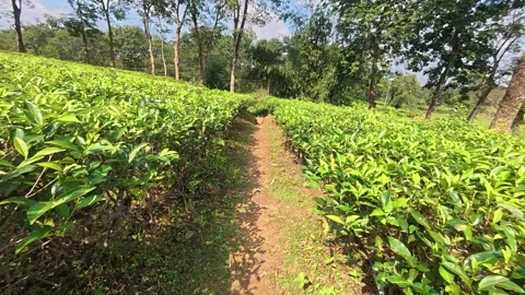 Scenic narrow dirt path passing through lush green tea garden in Sreemangal Stock Footage 340382274