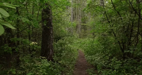 Scenic narrow forest path surrounded by lush green vegetation and tall birch Stock Footage 315181614