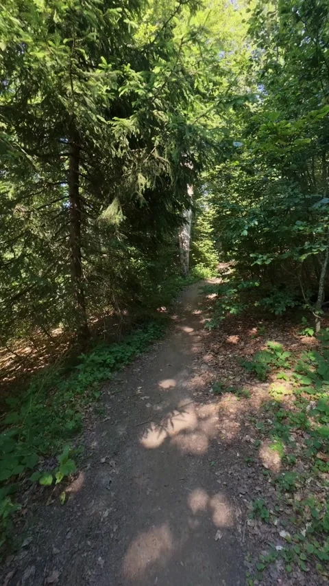 Scenic Narrow Path Winding Through Dense Beech Forest Stock Footage 342112304