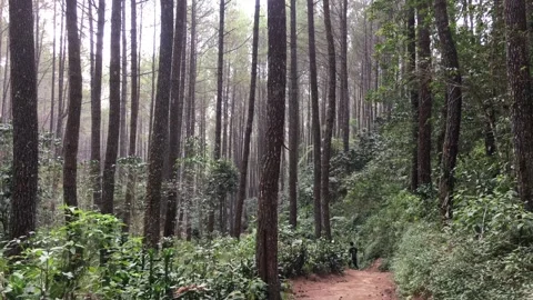 Scenic Natural Dirt Path Winding Through a Dense Tall Pine Forest Stock Footage 346430734
