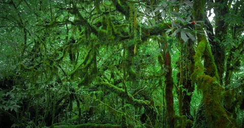 Scenic nature background of trees covered with moss in deep wet forest 60596293