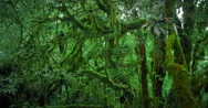 Scenic Nature Background Of Trees Covered With Moss In Deep Wet Forest Stock Footage