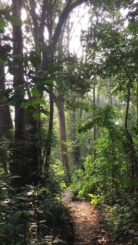 A Scenic Nature Trail Deep Inside a Lush Forest Видео 347353291