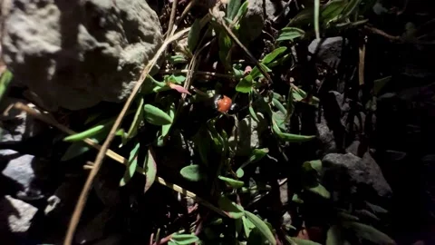 Scenic Night insect glowing worm beetle in grass portrait black orange tree Stock Footage 338033257
