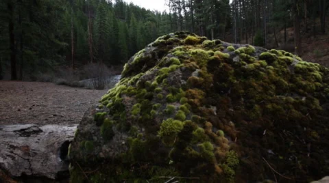Scenic northwest river with pine trees on bank Stock Footage 51746766