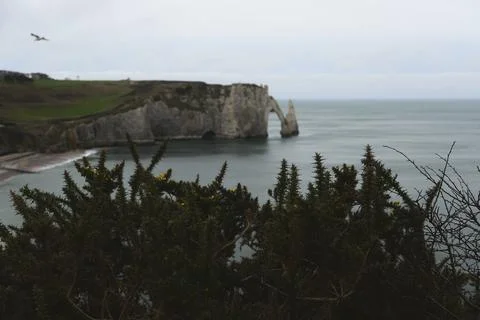 Scenic ocean cliffs framed by wild shrubs Stock Photos