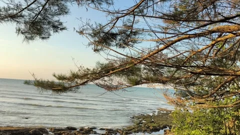 Scenic Ocean View Through Pine Tree Branches at Golden Hour Video stock 341508953