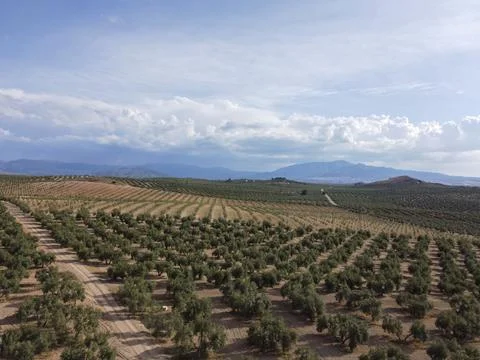 Scenic Olive Tree Field with Rows of Crops and Beautiful Sky Stock Photos