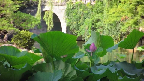 Scenic oriental landscape featuring a pink lotus flower with giant green leaves  Stock Footage 341973417