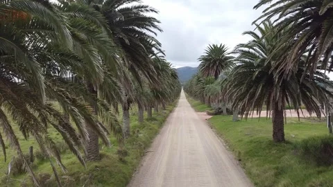 Scenic palm tree-lined dirt road leads towards distant hills under a cloudy sky. Stock Footage 304191802