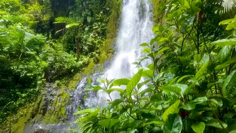Scenic pan up cascading waterfall rainforest environment in Pohnpei, Federated Stock Footage 346743754