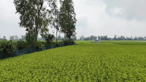 Scenic Panning Shot of South Asian Agriculture and Fertile Farmland Stock Footage 333692953