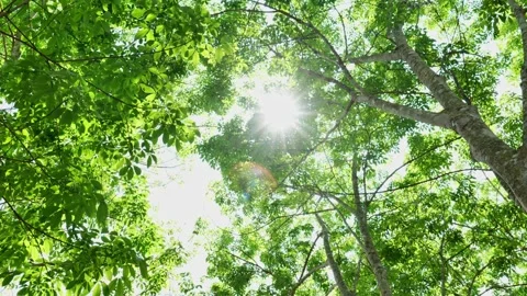 Scenic panning view of sunlight streaming through leaves and branches creates a  Vídeo Stock 336565708