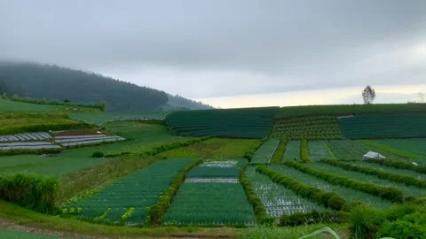 Scenic Panorama of Terraced Vegetable Fields on Mount Sumbing Vídeo Stock 331871672