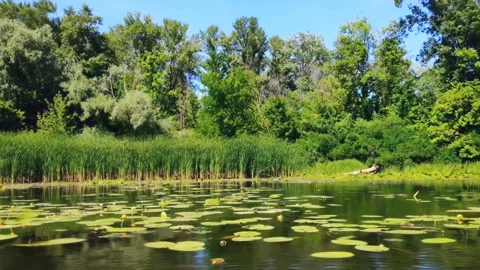 Scenic panorama view on lake, river with clear water,reeds, lilies leaves Stock Footage 281373779