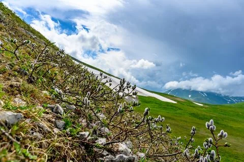 Scenic panoramic view of idyllic rolling hills landscape with blooming mead.. Stock Photos