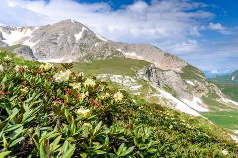 Scenic panoramic view of idyllic rolling hills landscape with blooming mead.. Stock Photos