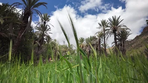 Scenic Paradise Valley with Palm Trees – Aqsseri Region, Agadir Stock-Footage 306775053