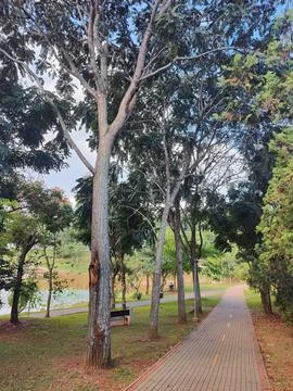 Scenic park path with trees Stock Photos