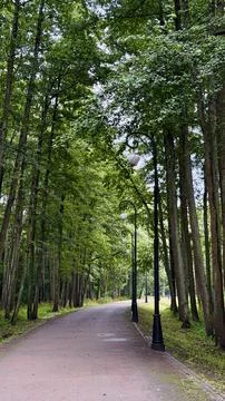 Scenic park pathway surrounded by dense green trees and decorated with classic Stock Photos