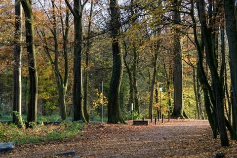 Scenic path in a forest 스톡 사진