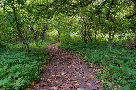 Scenic path in the green forest Stock Photos