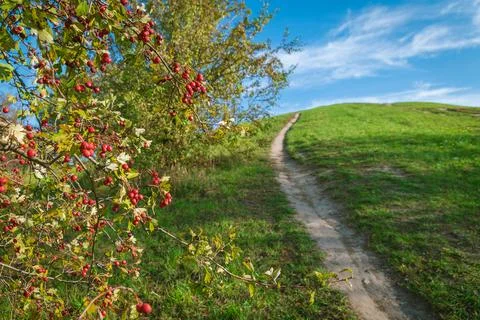 A scenic path leading uphill, framed by vibrant red berries and greenery unde Stock Photos