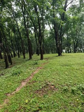 Scenic Path Passing Through Green Forest Plantation Stockfoto's