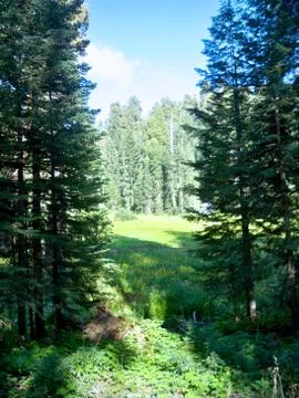 The Scenic Path Stock Photos