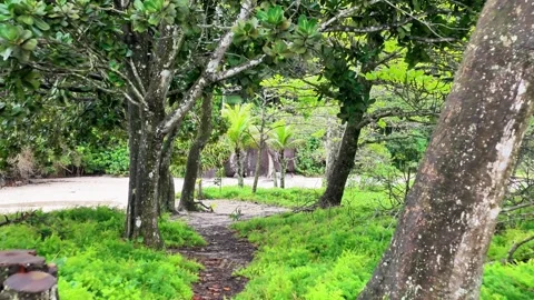 Scenic Path Through Coastal Forest Leading to Sandy Beach Stock Footage 347222211