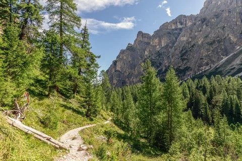 Scenic path through the forest at the foot of the Dolomites in Italy (Natural Stock Photos