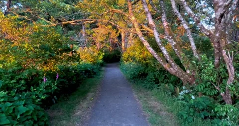 Scenic path through lush green park in Oregon countryside in evening light, Stock Footage 280736921