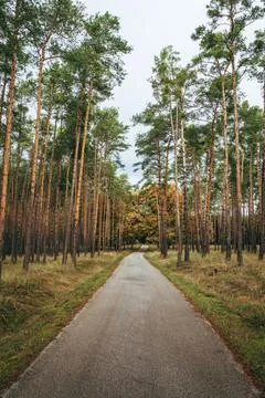 Scenic path through tall trees in a forested area Stock Photos