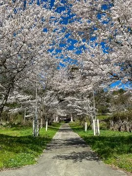 Scenic Pathway Lined with Blooming Cherry Trees. Stock Photos