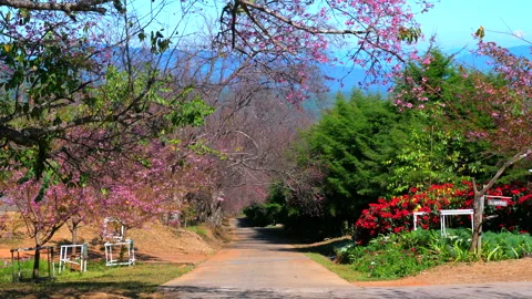 Scenic pathway lined with vibrant pink cherry blossoms and lush Stock Footage 280021547