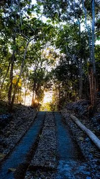 Scenic Pathway Through Forest at Sunset Glow Stock Photos