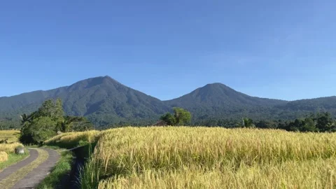 Scenic Pathway Through Golden Rice Fields with Mountains in Bali Stock Footage 336696442