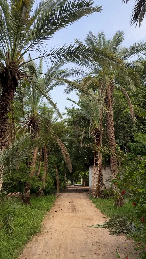 Scenic Pathway Through a Lush Date Palm Plantation Stock Footage 331399702