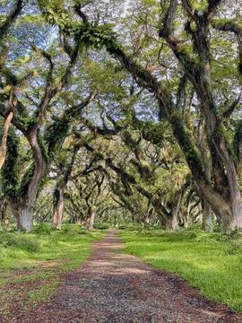 Scenic Pathway Through Moss-Covered Trees. De Djawatan Banyuwangi, Indonesia Photos