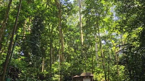 Scenic Pathway Through the Sacred Monkey Forest in Ubud, Bali Stock Footage 340317771
